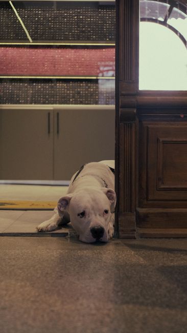 A white dog with a muscular build and a calm expression is lying on a tiled floor, partially hidden behind a wooden doorframe, with its head resting on the ground. The setting appears to be indoors ne
