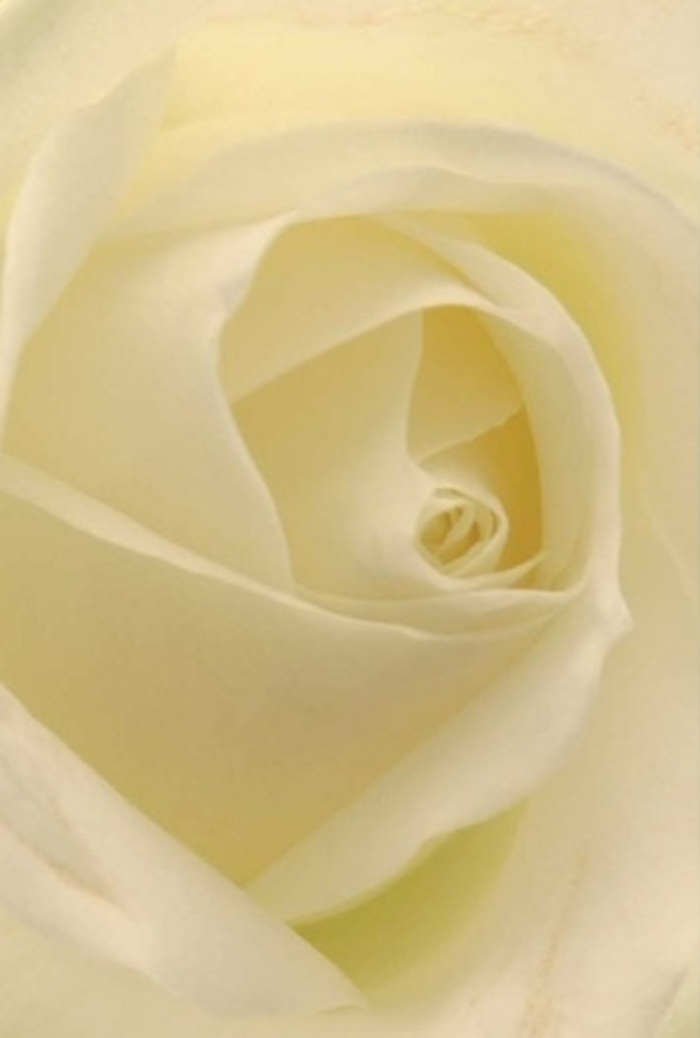 Drawn close to this classic white rose, you notice its quiet sophistication: layers of petals spiral out from the heart, blending seamlessly from pure white to gentle cream, a palette reminiscent of the early light over South Woodford's tranquil parks. Each petal, soft as satin, is shaped by nature and refined by the florist's skill-a tribute to the artistry cultivated at Flower Delivery South Woodford. Through subtle gradations of tone and delicate shadow, the rose appears almost illuminated from within, exuding an air of purity and gentle resilience. Such a bloom is the ideal centrepiece for heartfelt occasions: a romantic gesture exchanged in the serenity of Churchfields, or an elegant touch to a wedding or apology. The almost translucent outer petals seem to breathe with life, echoing the peaceful rhythm of our local community. The fragrance is understated-a clean, sweet aroma that soothes and comforts, making this rose ever-appropriate for moments of sympathy, celebration, or remembrance. The craftsmanship behind the arrangement reflects not just expert technique, but a deep understanding of the emotional weight that flowers can carry across every street and home in South Woodford.